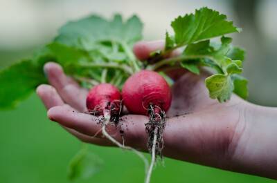 Übersetzungsbüro Agrar-Übersetzer | 2021 ist das internationale Jahr für Obst und Gemüse